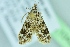  ( - BC ZSM Lep 104220)  @12 [ ] CreativeCommons - Attribution Non-Commercial Share-Alike (2018) SNSB, Staatliche Naturwissenschaftliche Sammlungen Bayerns ZSM (SNSB, Zoologische Staatssammlung Muenchen)