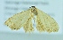  ( - BC ZSM Lep 104224)  @11 [ ] CreativeCommons - Attribution Non-Commercial Share-Alike (2018) SNSB, Staatliche Naturwissenschaftliche Sammlungen Bayerns ZSM (SNSB, Zoologische Staatssammlung Muenchen)