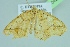  ( - BC ZSM Lep 104246)  @11 [ ] CreativeCommons - Attribution Non-Commercial Share-Alike (2018) SNSB, Staatliche Naturwissenschaftliche Sammlungen Bayerns ZSM (SNSB, Zoologische Staatssammlung Muenchen)