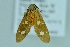  ( - BC ZSM Lep 104276)  @11 [ ] CreativeCommons - Attribution Non-Commercial Share-Alike (2018) SNSB, Staatliche Naturwissenschaftliche Sammlungen Bayerns ZSM (SNSB, Zoologische Staatssammlung Muenchen)
