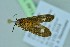  ( - BC ZSM Lep 104279)  @11 [ ] CreativeCommons - Attribution Non-Commercial Share-Alike (2018) SNSB, Staatliche Naturwissenschaftliche Sammlungen Bayerns ZSM (SNSB, Zoologische Staatssammlung Muenchen)