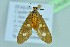  ( - BC ZSM Lep 104280)  @11 [ ] CreativeCommons - Attribution Non-Commercial Share-Alike (2018) SNSB, Staatliche Naturwissenschaftliche Sammlungen Bayerns ZSM (SNSB, Zoologische Staatssammlung Muenchen)