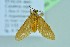  ( - BC ZSM Lep 104281)  @11 [ ] CreativeCommons - Attribution Non-Commercial Share-Alike (2018) SNSB, Staatliche Naturwissenschaftliche Sammlungen Bayerns ZSM (SNSB, Zoologische Staatssammlung Muenchen)