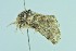  ( - BC ZSM Lep 104309)  @11 [ ] CreativeCommons - Attribution Non-Commercial Share-Alike (2018) SNSB, Staatliche Naturwissenschaftliche Sammlungen Bayerns ZSM (SNSB, Zoologische Staatssammlung Muenchen)