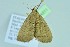 ( - BC ZSM Lep 104311)  @11 [ ] CreativeCommons - Attribution Non-Commercial Share-Alike (2018) SNSB, Staatliche Naturwissenschaftliche Sammlungen Bayerns ZSM (SNSB, Zoologische Staatssammlung Muenchen)