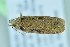  ( - BC ZSM Lep 104325)  @11 [ ] CreativeCommons - Attribution Non-Commercial Share-Alike (2018) SNSB, Staatliche Naturwissenschaftliche Sammlungen Bayerns ZSM (SNSB, Zoologische Staatssammlung Muenchen)