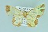  ( - BC ZSM Lep 104328)  @13 [ ] CreativeCommons - Attribution Non-Commercial Share-Alike (2018) SNSB, Staatliche Naturwissenschaftliche Sammlungen Bayerns ZSM (SNSB, Zoologische Staatssammlung Muenchen)