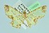  ( - BC ZSM Lep 104329)  @13 [ ] CreativeCommons - Attribution Non-Commercial Share-Alike (2018) SNSB, Staatliche Naturwissenschaftliche Sammlungen Bayerns ZSM (SNSB, Zoologische Staatssammlung Muenchen)