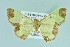  ( - BC ZSM Lep 104330)  @13 [ ] CreativeCommons - Attribution Non-Commercial Share-Alike (2018) SNSB, Staatliche Naturwissenschaftliche Sammlungen Bayerns ZSM (SNSB, Zoologische Staatssammlung Muenchen)