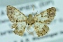 ( - BC ZSM Lep 104332)  @13 [ ] CreativeCommons - Attribution Non-Commercial Share-Alike (2018) SNSB, Staatliche Naturwissenschaftliche Sammlungen Bayerns ZSM (SNSB, Zoologische Staatssammlung Muenchen)