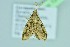  ( - BC ZSM Lep 104350)  @12 [ ] CreativeCommons - Attribution Non-Commercial Share-Alike (2018) SNSB, Staatliche Naturwissenschaftliche Sammlungen Bayerns ZSM (SNSB, Zoologische Staatssammlung Muenchen)