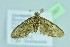  ( - BC ZSM Lep 104357)  @13 [ ] CreativeCommons - Attribution Non-Commercial Share-Alike (2018) SNSB, Staatliche Naturwissenschaftliche Sammlungen Bayerns ZSM (SNSB, Zoologische Staatssammlung Muenchen)