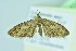  ( - BC ZSM Lep 104361)  @13 [ ] CreativeCommons - Attribution Non-Commercial Share-Alike (2018) SNSB, Staatliche Naturwissenschaftliche Sammlungen Bayerns ZSM (SNSB, Zoologische Staatssammlung Muenchen)