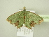 (Bathycolpodes vegetaAH01Ca - BC ZSM Lep 104376)  @14 [ ] CreativeCommons - Attribution Non-Commercial Share-Alike (2018) SNSB, Staatliche Naturwissenschaftliche Sammlungen Bayerns ZSM (SNSB, Zoologische Staatssammlung Muenchen)