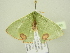  ( - BC ZSM Lep 104380)  @11 [ ] CreativeCommons - Attribution Non-Commercial Share-Alike (2018) SNSB, Staatliche Naturwissenschaftliche Sammlungen Bayerns ZSM (SNSB, Zoologische Staatssammlung Muenchen)