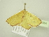  ( - BC ZSM Lep 104384)  @11 [ ] CreativeCommons - Attribution Non-Commercial Share-Alike (2018) SNSB, Staatliche Naturwissenschaftliche Sammlungen Bayerns ZSM (SNSB, Zoologische Staatssammlung Muenchen)
