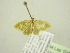  (Ctenoberta - BC ZSM Lep 104386)  @13 [ ] CreativeCommons - Attribution Non-Commercial Share-Alike (2018) SNSB, Staatliche Naturwissenschaftliche Sammlungen Bayerns ZSM (SNSB, Zoologische Staatssammlung Muenchen)