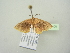  ( - BC ZSM Lep 104400)  @12 [ ] CreativeCommons - Attribution Non-Commercial Share-Alike (2018) SNSB, Staatliche Naturwissenschaftliche Sammlungen Bayerns ZSM (SNSB, Zoologische Staatssammlung Muenchen)