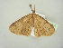  ( - BC ZSM Lep 104410)  @13 [ ] CreativeCommons - Attribution Non-Commercial Share-Alike (2018) SNSB, Staatliche Naturwissenschaftliche Sammlungen Bayerns ZSM (SNSB, Zoologische Staatssammlung Muenchen)