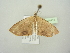  ( - BC ZSM Lep 104412)  @11 [ ] CreativeCommons - Attribution Non-Commercial Share-Alike (2018) SNSB, Staatliche Naturwissenschaftliche Sammlungen Bayerns ZSM (SNSB, Zoologische Staatssammlung Muenchen)