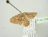  ( - BC ZSM Lep 104420)  @11 [ ] CreativeCommons - Attribution Non-Commercial Share-Alike (2018) SNSB, Staatliche Naturwissenschaftliche Sammlungen Bayerns ZSM (SNSB, Zoologische Staatssammlung Muenchen)