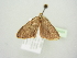  ( - BC ZSM Lep 104424)  @11 [ ] CreativeCommons - Attribution Non-Commercial Share-Alike (2018) SNSB, Staatliche Naturwissenschaftliche Sammlungen Bayerns ZSM (SNSB, Zoologische Staatssammlung Muenchen)