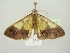  ( - BC ZSM Lep 104426)  @11 [ ] CreativeCommons - Attribution Non-Commercial Share-Alike (2018) SNSB, Staatliche Naturwissenschaftliche Sammlungen Bayerns ZSM (SNSB, Zoologische Staatssammlung Muenchen)
