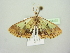  ( - BC ZSM Lep 104432)  @11 [ ] CreativeCommons - Attribution Non-Commercial Share-Alike (2018) SNSB, Staatliche Naturwissenschaftliche Sammlungen Bayerns ZSM (SNSB, Zoologische Staatssammlung Muenchen)
