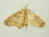  ( - BC ZSM Lep 104437)  @12 [ ] CreativeCommons - Attribution Non-Commercial Share-Alike (2018) SNSB, Staatliche Naturwissenschaftliche Sammlungen Bayerns ZSM (SNSB, Zoologische Staatssammlung Muenchen)