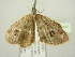  ( - BC ZSM Lep 104447)  @11 [ ] CreativeCommons - Attribution Non-Commercial Share-Alike (2018) SNSB, Staatliche Naturwissenschaftliche Sammlungen Bayerns ZSM (SNSB, Zoologische Staatssammlung Muenchen)