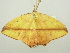  ( - BC ZSM Lep 104465)  @11 [ ] CreativeCommons - Attribution Non-Commercial Share-Alike (2018) SNSB, Staatliche Naturwissenschaftliche Sammlungen Bayerns ZSM (SNSB, Zoologische Staatssammlung Muenchen)