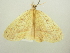  ( - BC ZSM Lep 104475)  @11 [ ] CreativeCommons - Attribution Non-Commercial Share-Alike (2018) SNSB, Staatliche Naturwissenschaftliche Sammlungen Bayerns ZSM (SNSB, Zoologische Staatssammlung Muenchen)
