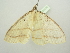  ( - BC ZSM Lep 104476)  @11 [ ] CreativeCommons - Attribution Non-Commercial Share-Alike (2018) SNSB, Staatliche Naturwissenschaftliche Sammlungen Bayerns ZSM (SNSB, Zoologische Staatssammlung Muenchen)