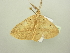  ( - BC ZSM Lep 104478)  @11 [ ] CreativeCommons - Attribution Non-Commercial Share-Alike (2018) SNSB, Staatliche Naturwissenschaftliche Sammlungen Bayerns ZSM (SNSB, Zoologische Staatssammlung Muenchen)
