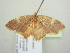  ( - BC ZSM Lep 104528)  @11 [ ] CreativeCommons - Attribution Non-Commercial Share-Alike (2018) SNSB, Staatliche Naturwissenschaftliche Sammlungen Bayerns ZSM (SNSB, Zoologische Staatssammlung Muenchen)