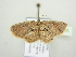  (Asthenotricha AH02Ca - BC ZSM Lep 104535)  @13 [ ] CreativeCommons - Attribution Non-Commercial Share-Alike (2018) SNSB, Staatliche Naturwissenschaftliche Sammlungen Bayerns ZSM (SNSB, Zoologische Staatssammlung Muenchen)