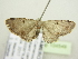  (Eupithecia candicans - BC ZSM Lep 104549)  @13 [ ] CreativeCommons - Attribution Non-Commercial Share-Alike (2018) SNSB, Staatliche Naturwissenschaftliche Sammlungen Bayerns ZSM (SNSB, Zoologische Staatssammlung Muenchen)