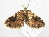  (Xanthorhoe pseudognathos - BC ZSM Lep 104560)  @12 [ ] CreativeCommons - Attribution Non-Commercial Share-Alike (2018) SNSB, Staatliche Naturwissenschaftliche Sammlungen Bayerns ZSM (SNSB, Zoologische Staatssammlung Muenchen)