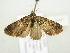  (Eupithecia dilucidaAH02Ca - BC ZSM Lep 104561)  @14 [ ] CreativeCommons - Attribution Non-Commercial Share-Alike (2018) SNSB, Staatliche Naturwissenschaftliche Sammlungen Bayerns ZSM (SNSB, Zoologische Staatssammlung Muenchen)
