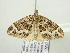  ( - BC ZSM Lep 104565)  @11 [ ] CreativeCommons - Attribution Non-Commercial Share-Alike (2018) SNSB, Staatliche Naturwissenschaftliche Sammlungen Bayerns ZSM (SNSB, Zoologische Staatssammlung Muenchen)