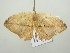  ( - BC ZSM Lep 104578)  @11 [ ] CreativeCommons - Attribution Non-Commercial Share-Alike (2018) SNSB, Staatliche Naturwissenschaftliche Sammlungen Bayerns ZSM (SNSB, Zoologische Staatssammlung Muenchen)