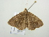  ( - BC ZSM Lep 104595)  @11 [ ] CreativeCommons - Attribution Non-Commercial Share-Alike (2018) SNSB, Staatliche Naturwissenschaftliche Sammlungen Bayerns ZSM (SNSB, Zoologische Staatssammlung Muenchen)