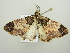  ( - BC ZSM Lep 104597)  @11 [ ] CreativeCommons - Attribution Non-Commercial Share-Alike (2018) SNSB, Staatliche Naturwissenschaftliche Sammlungen Bayerns ZSM (SNSB, Zoologische Staatssammlung Muenchen)