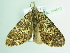  ( - BC ZSM Lep 104610)  @11 [ ] CreativeCommons - Attribution Non-Commercial Share-Alike (2018) SNSB, Staatliche Naturwissenschaftliche Sammlungen Bayerns ZSM (SNSB, Zoologische Staatssammlung Muenchen)