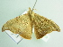  ( - BC ZSM Lep 104632)  @11 [ ] CreativeCommons - Attribution Non-Commercial Share-Alike (2018) SNSB, Staatliche Naturwissenschaftliche Sammlungen Bayerns ZSM (SNSB, Zoologische Staatssammlung Muenchen)