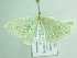  ( - BC ZSM Lep 104635)  @11 [ ] CreativeCommons - Attribution Non-Commercial Share-Alike (2018) SNSB, Staatliche Naturwissenschaftliche Sammlungen Bayerns ZSM (SNSB, Zoologische Staatssammlung Muenchen)