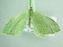  ( - BC ZSM Lep 104641)  @11 [ ] CreativeCommons - Attribution Non-Commercial Share-Alike (2018) SNSB, Staatliche Naturwissenschaftliche Sammlungen Bayerns ZSM (SNSB, Zoologische Staatssammlung Muenchen)
