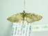  (Eupithecia multispinata - BC ZSM Lep 104650)  @14 [ ] CreativeCommons - Attribution Non-Commercial Share-Alike (2018) SNSB, Staatliche Naturwissenschaftliche Sammlungen Bayerns ZSM (SNSB, Zoologische Staatssammlung Muenchen)