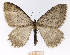  (Triphosa taochata - SMNS-DNA-005)  @15 [ ] CreativeCommons - Attribution Non-Commercial Share-Alike (2018) SNSB, Staatliche Naturwissenschaftliche Sammlungen Bayerns ZSM (SNSB, Zoologische Staatssammlung Muenchen)