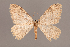  (Triphosa silviae - SMNS-HR-5)  @14 [ ] CreativeCommons - Attribution Non-Commercial Share-Alike (2018) SNSB, Staatliche Naturwissenschaftliche Sammlungen Bayerns ZSM (SNSB, Zoologische Staatssammlung Muenchen)